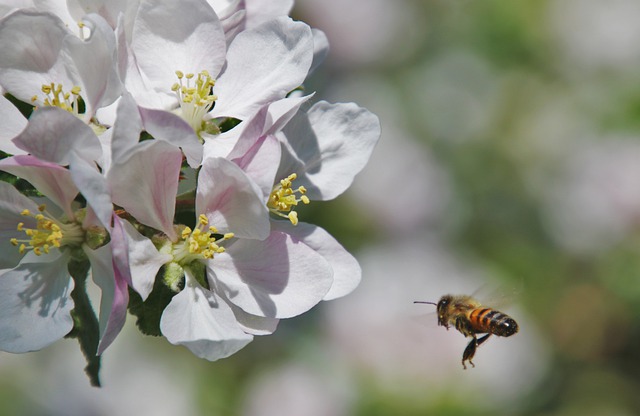 Insektycydy: skuteczna ochrona sadów i upraw