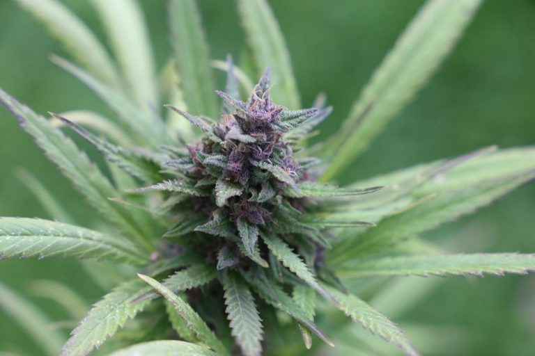 Cbd i stres – czy to naturalna alternatywa dla uspokajaczy?